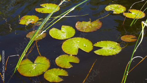 Beautiful summer lake.Leaves water lilies on the water.