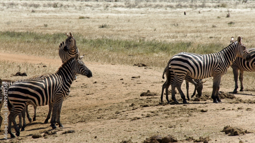 Obraz premium zebra in kenya
