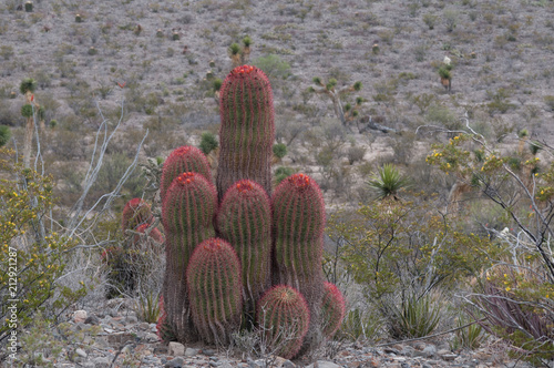 Ferocactus stainesii photo