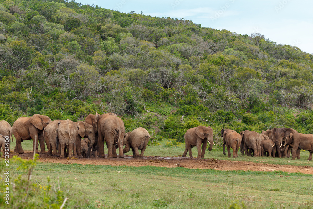 Groups of Elephants gathering together at the dam