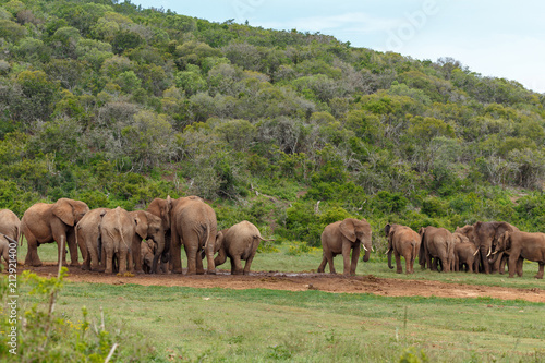 Groups of Elephants gathering together at the dam