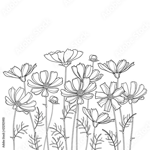 Vector bouquet with outline Cosmos or Cosmea flower bunch  ornate leaf and bud in black isolated on white background. Contour blooming Cosmos plant for summer design and coloring book.