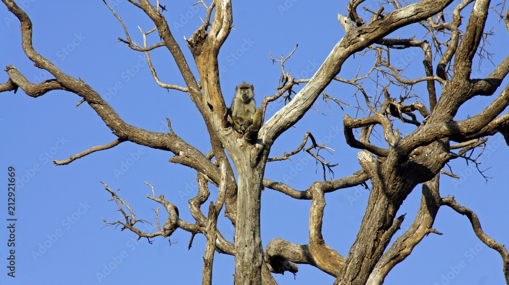 baboon in kenya baboon in kenya