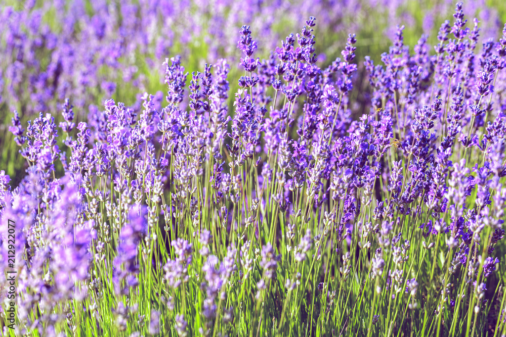 Naklejka premium Lawendowe pole latem