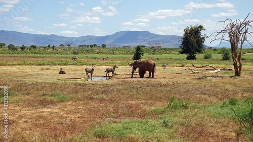 elephants of kenya