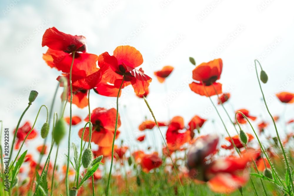 Obraz red poppy flowers in a field background