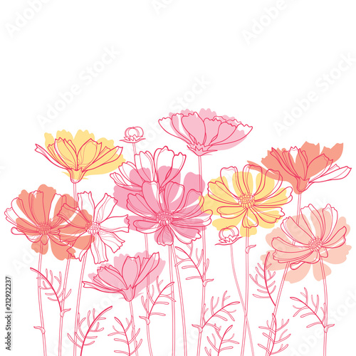 Fototapeta Vector bouquet with outline Cosmos or Cosmea flower bunch, ornate leaf and bud in pastel pink and orange isolated on white background. Contour blooming Cosmos plant for enjoy summer design.