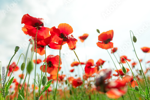 red poppy flowers in a field background © fotofabrika