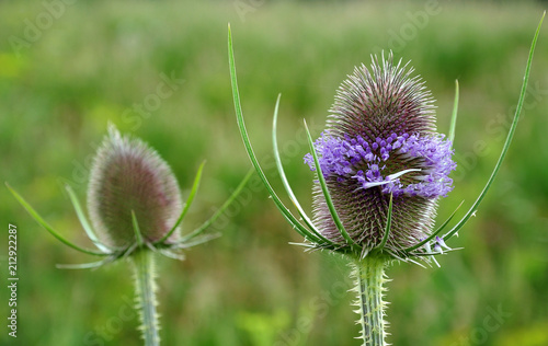 flower head of wild teasel with lavender blossoms photo