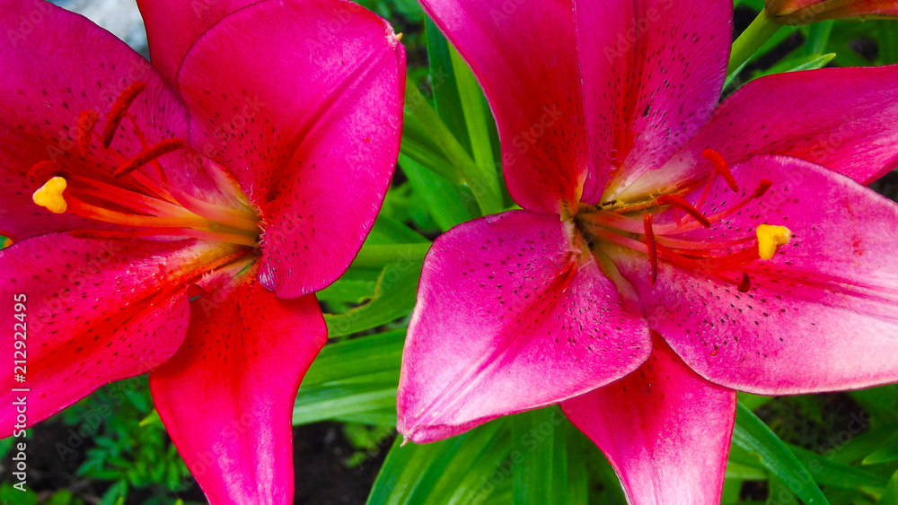 Beautiful crimson lilies grow on the flower bed.