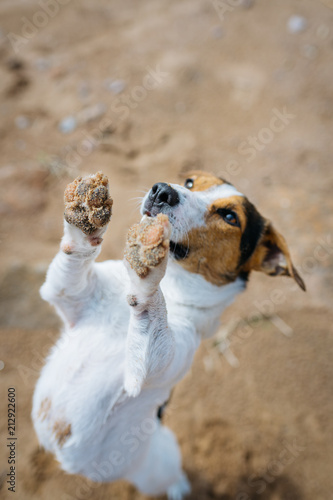 Fototapeta Naklejka Na Ścianę i Meble -  Small dog breeds Jack Russell Terrier is on the sand on its hind legs and asks what. Front paws are stained in the sand. The view from the top.