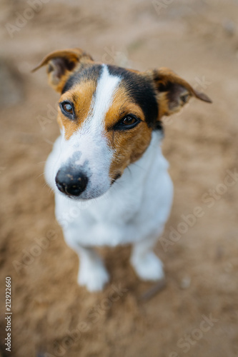 Small dog breed Jack Russell Terrier sits on sandy beach and requests something. The view from the top.