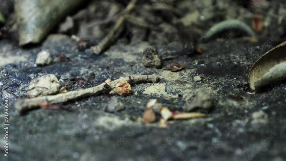 Ants running. Filmed close up in 4k 50p Ants running. Filmed close up in 4k 50p