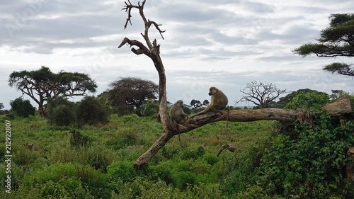 baboon in kenya