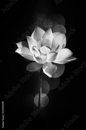 Lotus flower blooming in black and white 