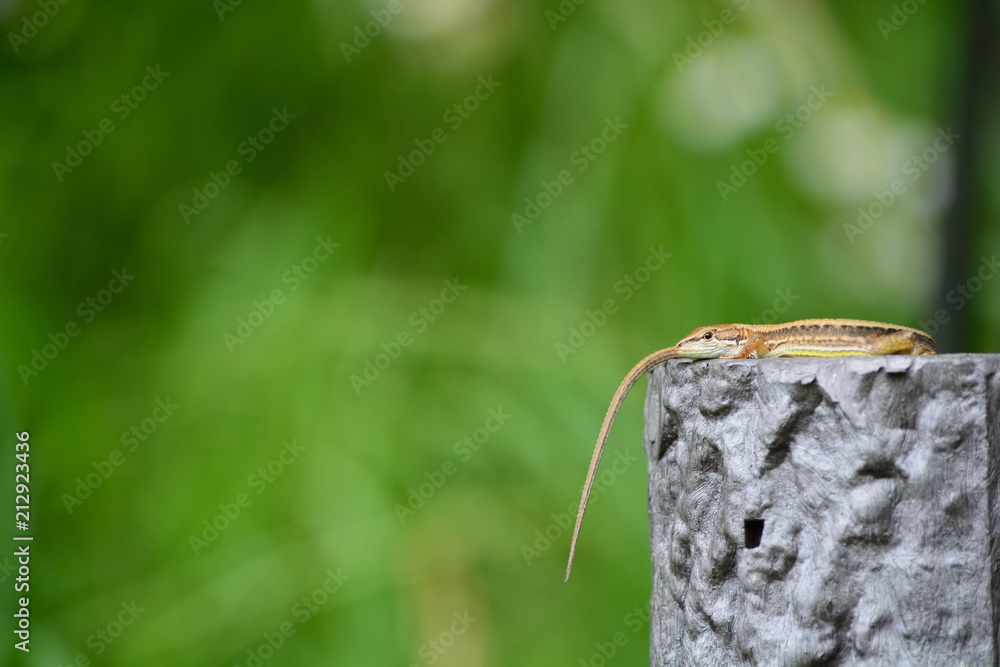 Japanese grass lizard is basking in the warm sunshine. Japanese grass lizard is basking in the warm sunshine.