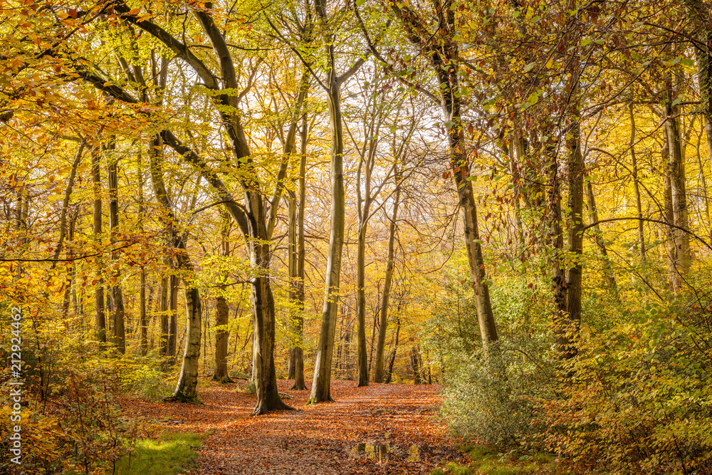 Autumn Walk in the Woods. Footpath through Burnham Beeches in Buckinghamshire, UK. Autumn Walk in the Woods. Footpath through Burnham Beeches in Buckinghamshire, UK.