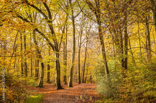 Autumn Walk in the Woods. Footpath through Burnham Beeches in Buckinghamshire, UK. photo