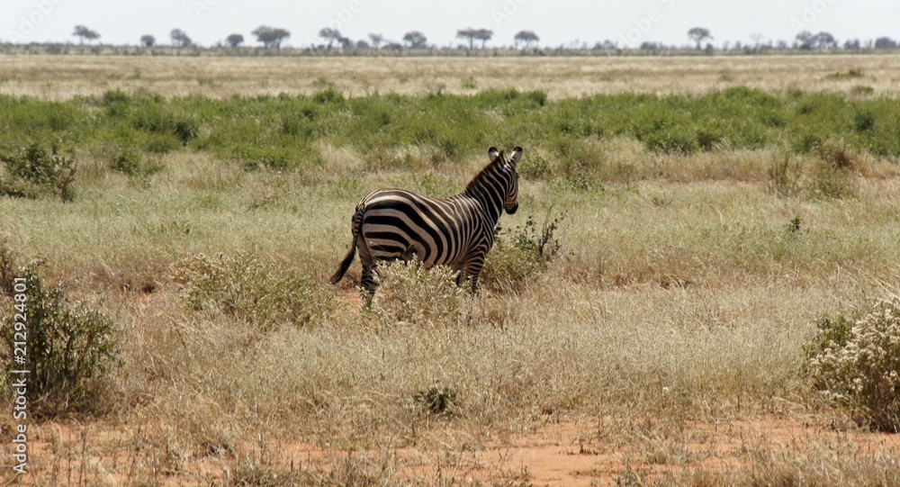 Naklejka premium zebra in kenya