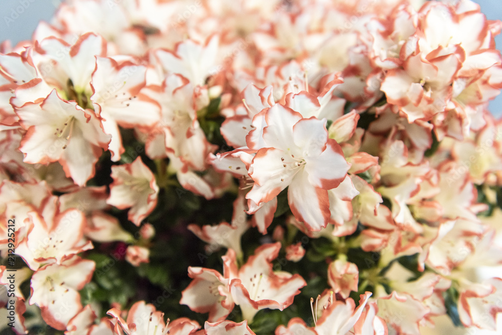 Close up of beautiful white and pink azaleas, selective focus