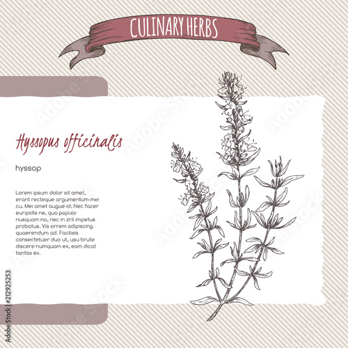 Hyssopus officinalis aka hyssop branch hand drawn sketch.