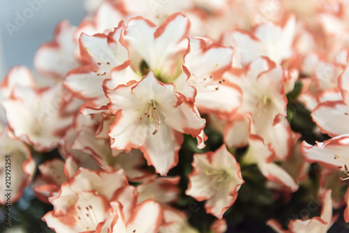 Close up of beautiful white and pink azaleas  selective focus