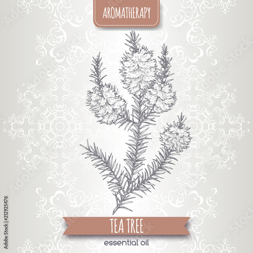 Melaleuca alternifolia aka tea tree branch sketch on elegant lace background.