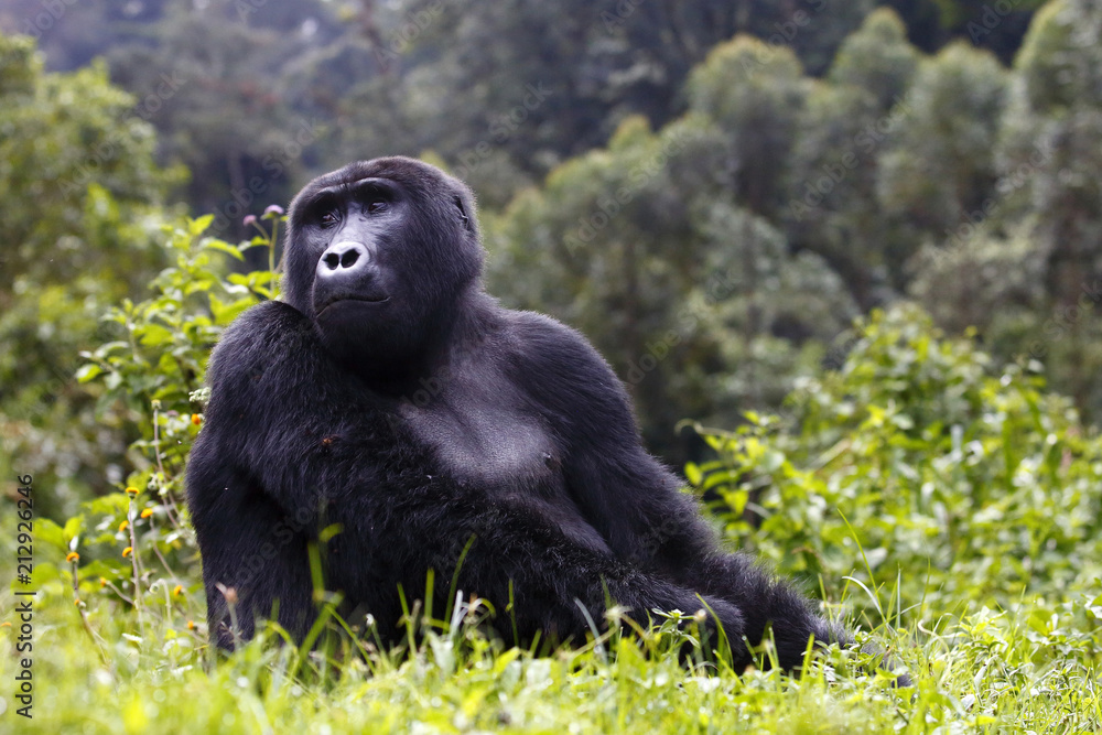 Naklejka premium Gorilla´s mam
