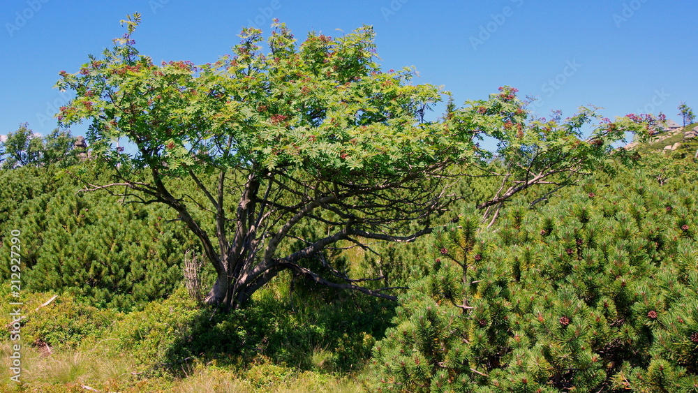 Dziki krzew jarzębiny rosnący pośród kosodrzewiny w dzikich polskich górach, Karkonoszach