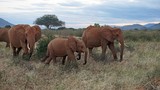 elephants of kenya