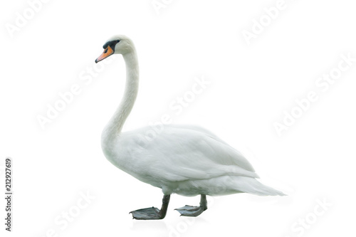Fototapeta White swan isolated