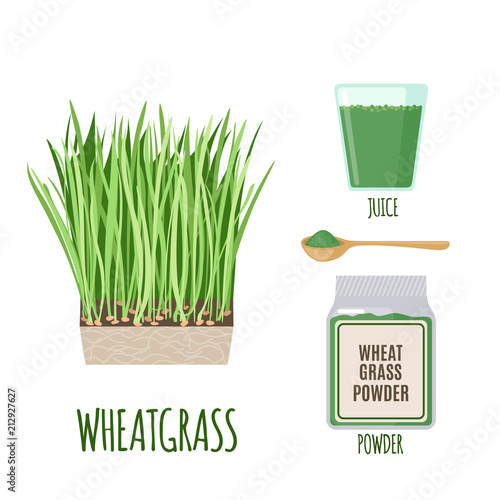 Wheatgrass set with powder and green juice in flat style isolated on white.