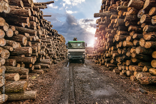 Transport of pine logs in a sawmill photo