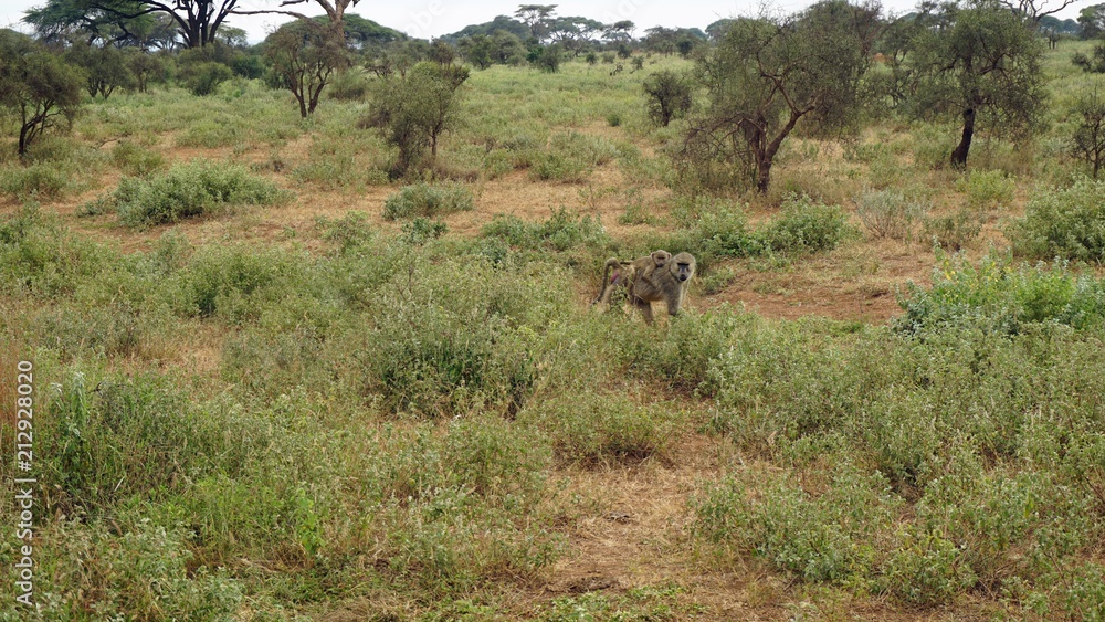 baboon in kenya