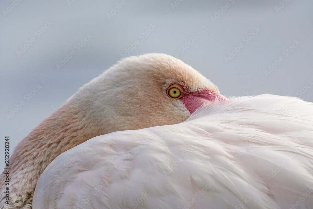 fenicottero rosa