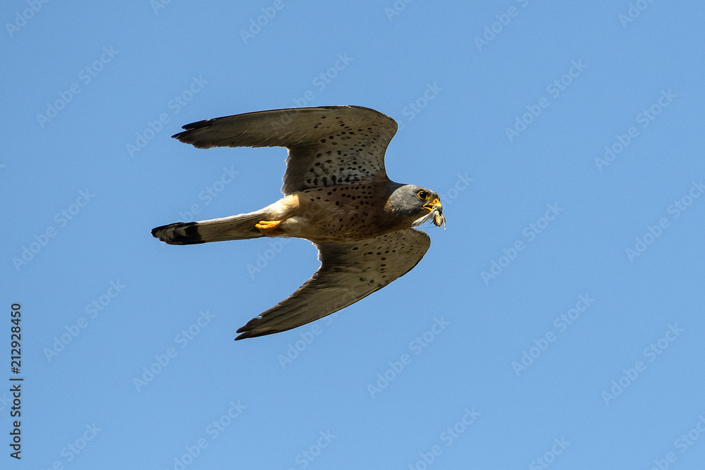 falco grillaio