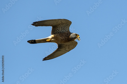 falco grillaio