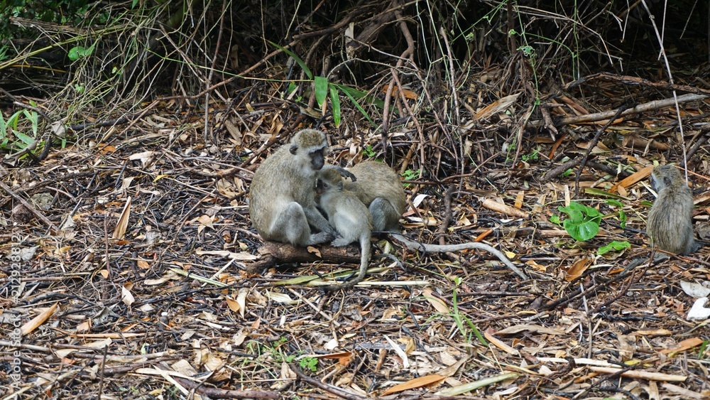 monkey in kenya