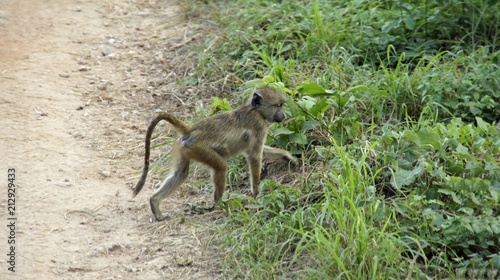baboon in kenya © chriss73
