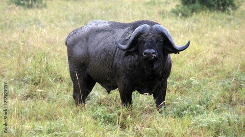 buffalo in keya