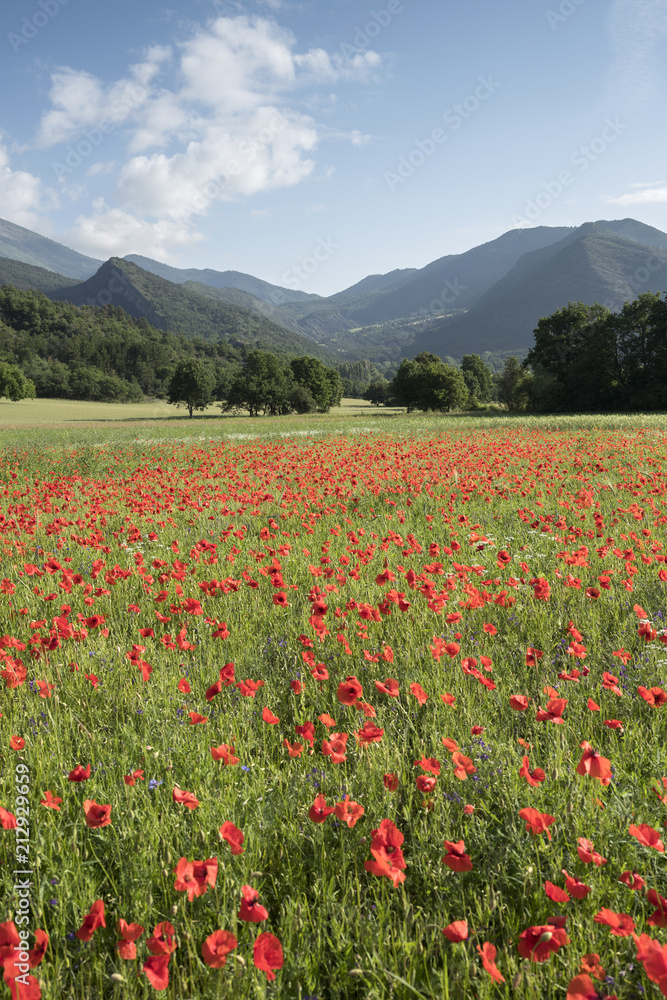 summer fields with red poppies in the french provence countryside and mountains in the background