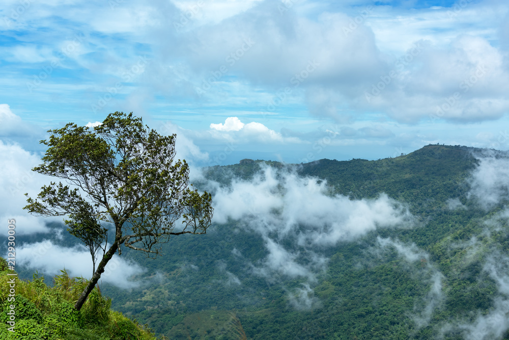 Alone Tree on the mountain field during mist sunrise. Beautiful natural landscape in the summer time. Phu Thap Boek, Thailand. Alone Tree on the mountain field during mist sunrise. Beautiful natural landscape in the summer time. Phu Thap Boek, Thailand.