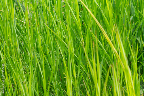 green grass close-up