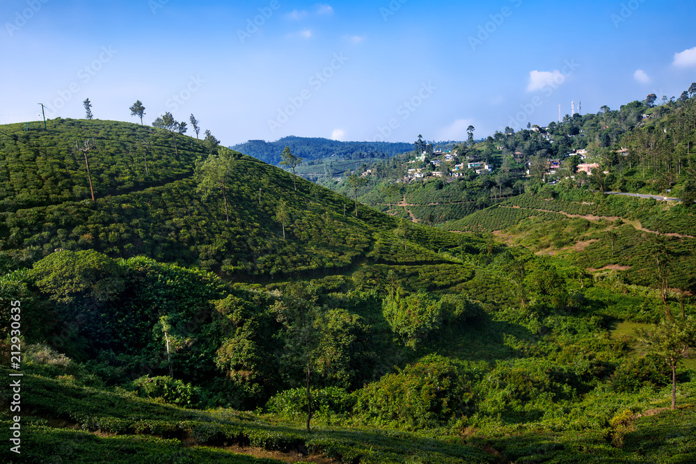 Spice Gardens and Tea Plantations, Kumily, Thekkady, Kerala, India ...