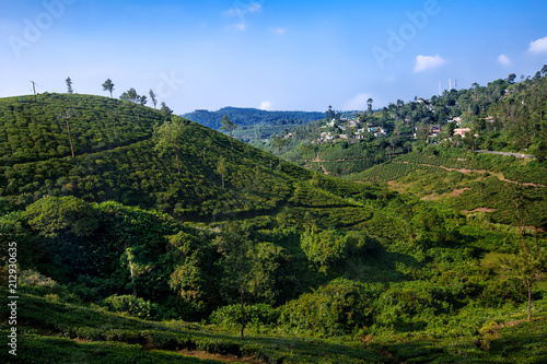 Spice Gardens and Tea Plantations, Kumily, Thekkady, Kerala, India photo