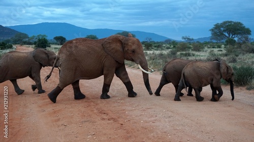 elephants of kenya