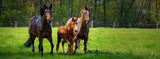 Pferdehaltung - zwei Pferde und ein Fohlen toben ausgelassen auf einer grünen Pferdekoppel
