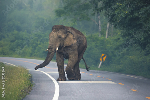 Wild asian elephant (Elephas maximus) crossing the road, Phetchaburi Province, Thailand photo