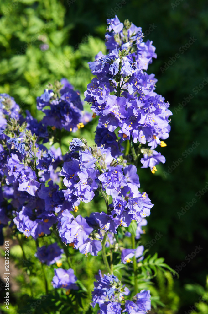 Polemonium caeruleum or jacob's-ladder or greek valerian blue flowers Polemonium caeruleum or jacob's-ladder or greek valerian blue flowers