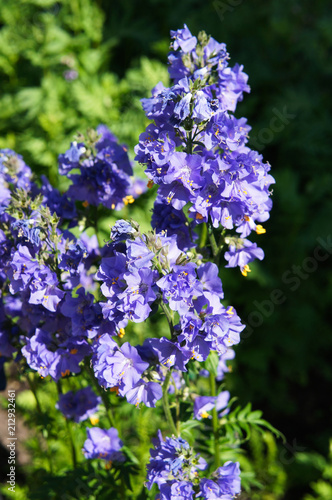Polemonium caeruleum or jacob s-ladder or greek valerian blue flowers